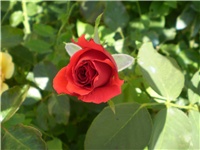 31658c52-Picture 4955.jpg